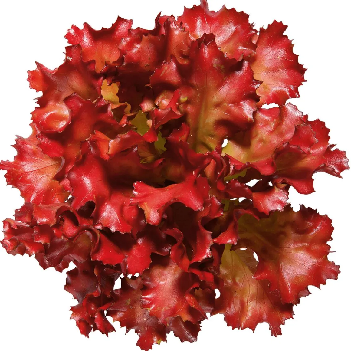 Imitación De Lechuga Lollo Rosso, Ø 16 Cm