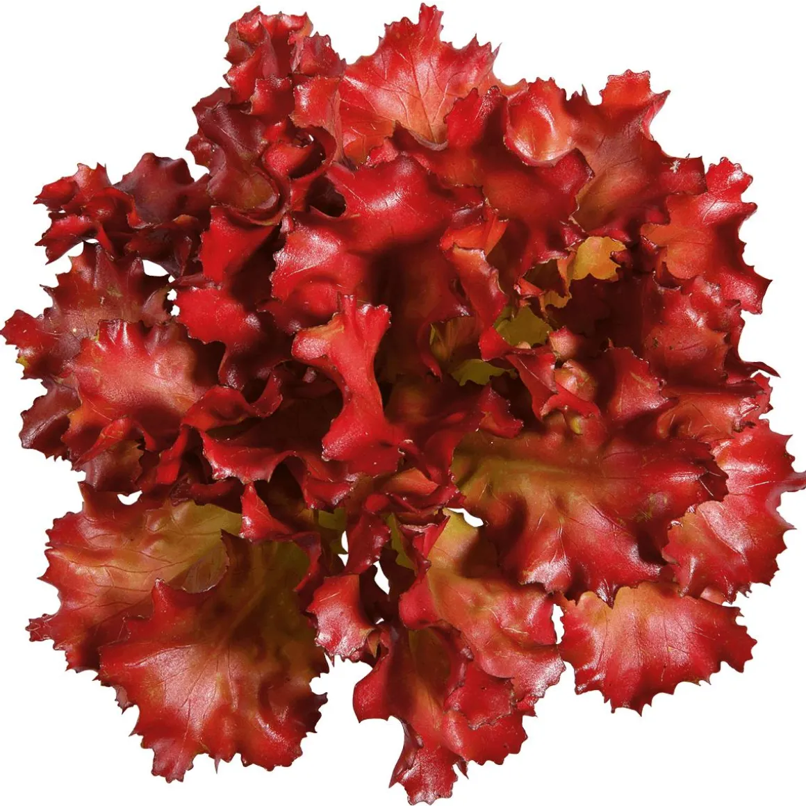 Imitación De Lechuga Lollo Rosso, Ø 16 Cm