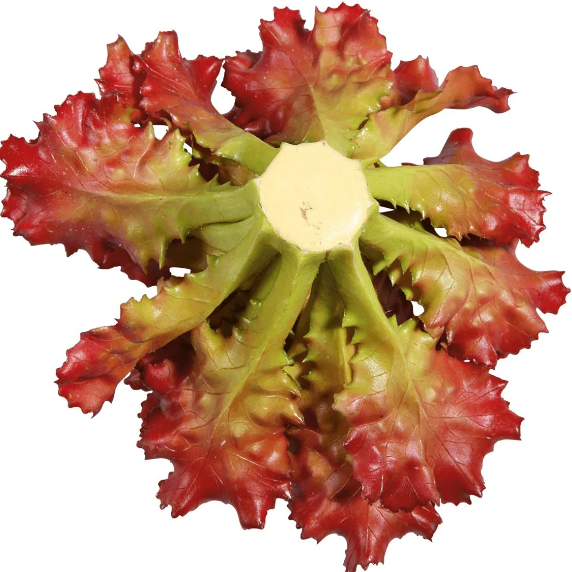 Imitación De Lechuga Lollo Rosso, Ø 16 Cm