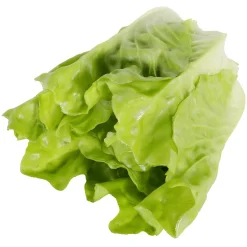 Lechuga Romana
