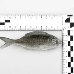 Maniquí De Sardinas, Paquete De 4 Piezas