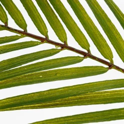 Palmera Artificial Frondas De Palmera Verde 80 Cm