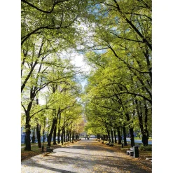 Pancarta De Tela XL "Avenida En El Parque" De Tela De Bandera Ignífuga 150 X 200 Cm