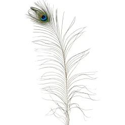 Plumas De Pavo Real, 10 Piezas