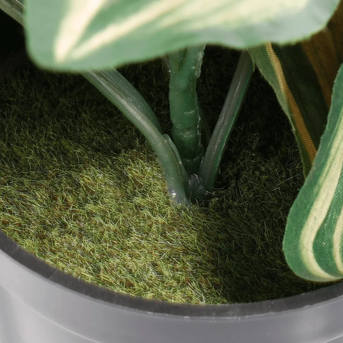Tradecantia Colgante En Maceta De 30 Cm De Altura Verde